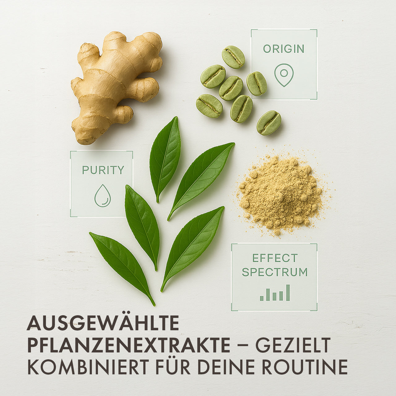 Ausgewählte Pflanzenextrakte mit grünem Tee, Ingwer und Kaffeebohnen als Kombinationsgrafik